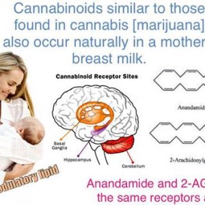 Cannabinoids in Breast Milk