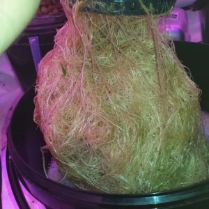 77 day old DWC roots.