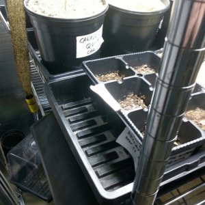 standard seedling trays