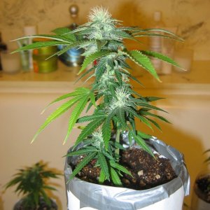 Hindu Skunk 2/8/09