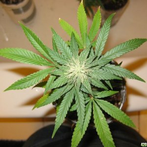 Hindu Skunk 2/8/09