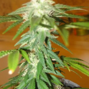 Hindu Skunk 2/8/09