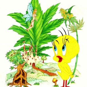 420_Tweety