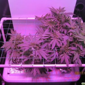 Critical day 36 of flower and OG Kush & Critical day 7 of flower