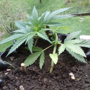 bonsai grow / outdoor