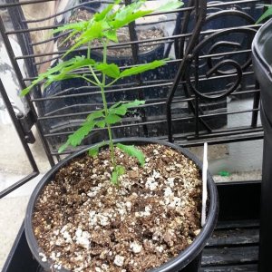 gdp_seedling