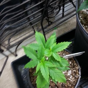 gdp_seedling_2