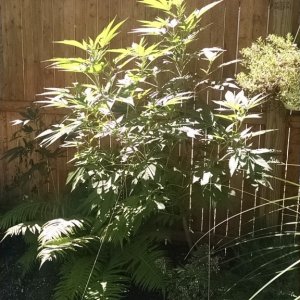 5ft outdoor female