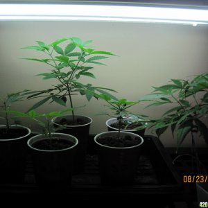 Critical day 41 of flower and OG Kush & Critical day 13 of flower