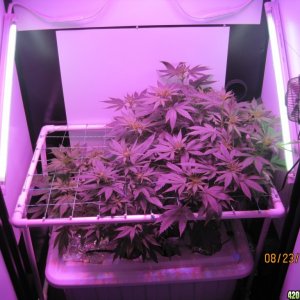 Critical day 41 of flower and OG Kush & Critical day 13 of flower