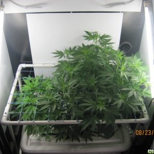 Critical day 41 of flower and OG Kush & Critical day 13 of flower