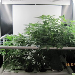 Critical day 41 of flower and OG Kush & Critical day 13 of flower