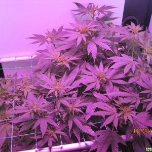 Critical day 41 of flower and OG Kush & Critical day 13 of flower