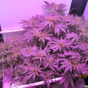 Critical day 41 of flower and OG Kush & Critical day 13 of flower