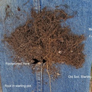 Root Pruning