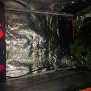 Spider COB LED Grow Light