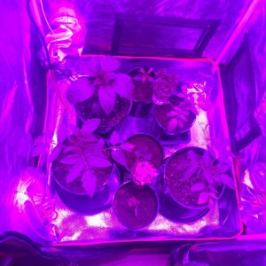 Spider COB LED Grow Light