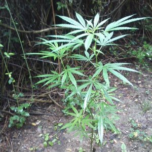 guerilla / outdoor / northern Italy / early flowering