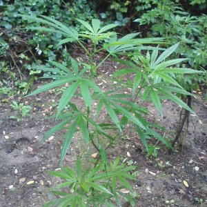 guerilla / outdoor / northern Italy / early flowering