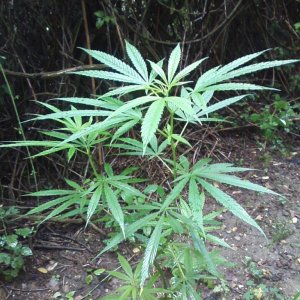 guerilla / outdoor / northern Italy / early flowering