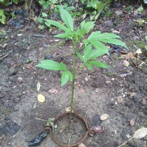 guerilla / outdoor / northern Italy / early flowering