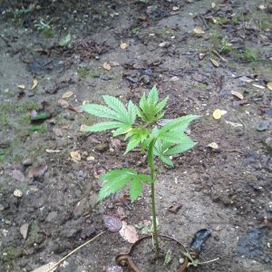 guerilla / outdoor / northern Italy / early flowering