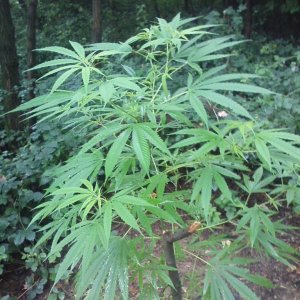 guerilla / outdoor / northern Italy / early flowering