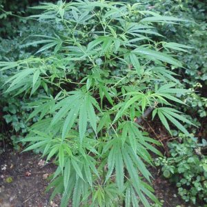 guerilla / outdoor / northern Italy / early flowering