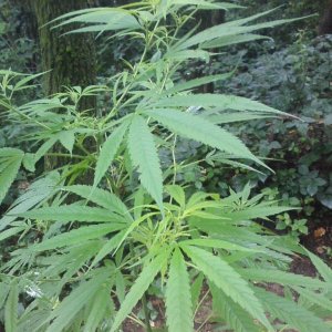 guerilla / outdoor / northern Italy / early flowering