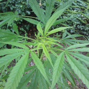 guerilla / outdoor / northern Italy / early flowering