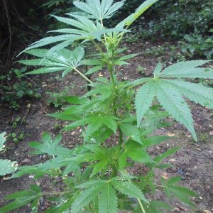 guerilla / outdoor / northern Italy / early flowering