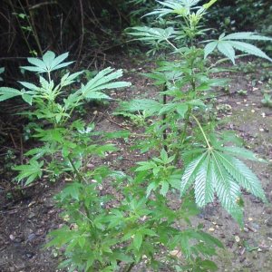 guerilla / outdoor / northern Italy / early flowering