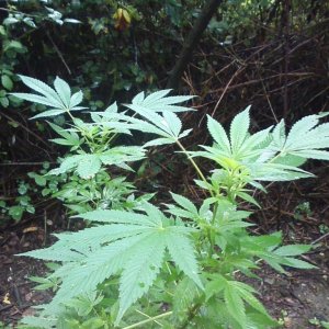 guerilla / outdoor / northern Italy / early flowering