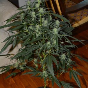 Sicillia: Sativa Dominant Hybrid... 5 weeks in flower