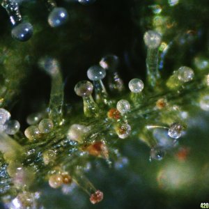 Royal Cheese Trichomes