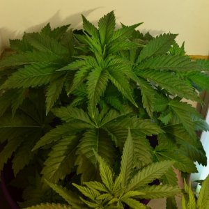 first grow hope some people comment