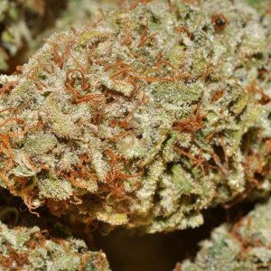 DSC_6978_bud2