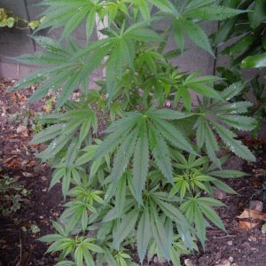 Fiona the mysterious outdoor Bag Seed