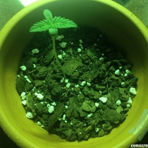 Grow Pics