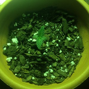 Grow Pics