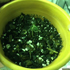 Grow Pics