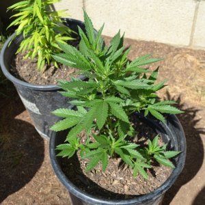 First Outdoor Grow