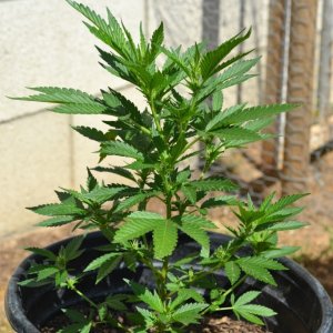 First Outdoor Grow