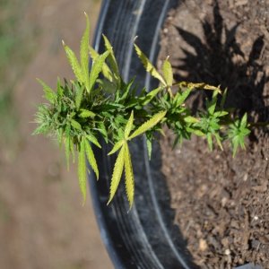 First Outdoor Grow