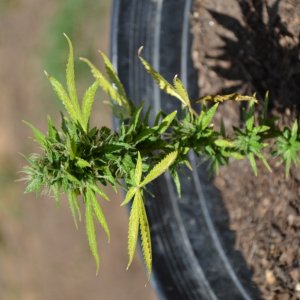 First Outdoor Grow