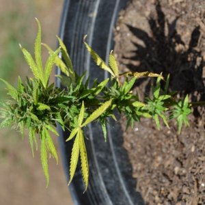 First Outdoor Grow