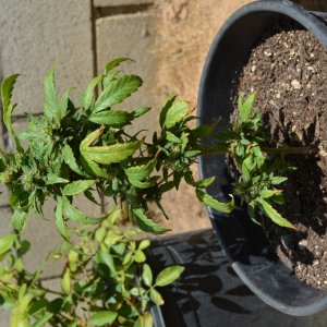 First Outdoor Grow