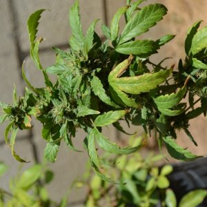 First Outdoor Grow