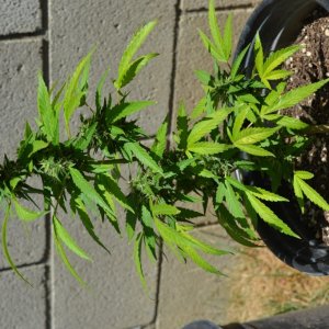 First Outdoor Grow