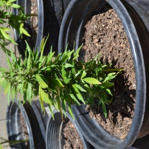 First Outdoor Grow